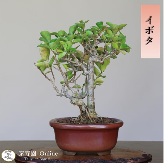 イボタ　ミニ盆栽(^^) 斑入りイボタ ミニ盆栽 鉢ごと配送 | BRIDGE GARDEN
